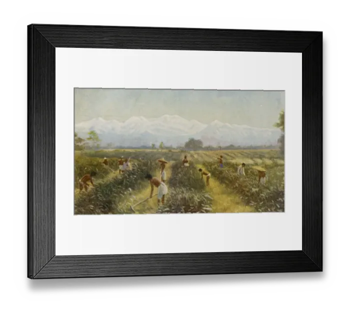 Framed Print : Indian Tea Plantation Framed Print : Indian Tea Plantation