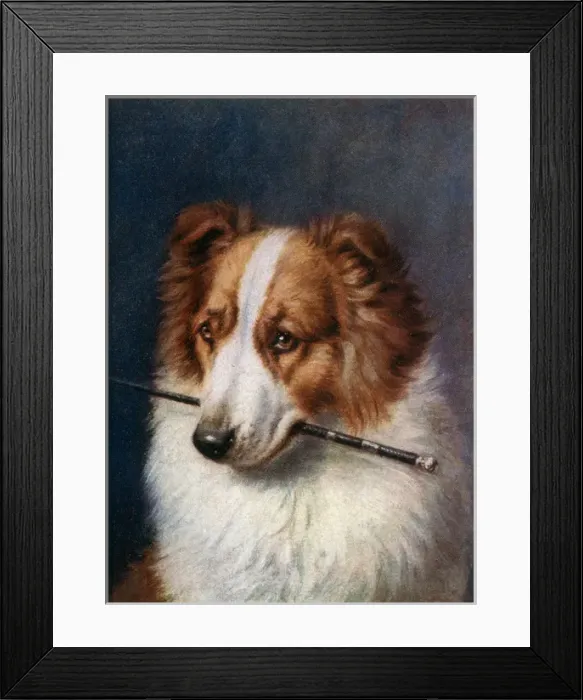 Framed Print : Victorias Dog Oscar Framed Print : Victorias Dog Oscar