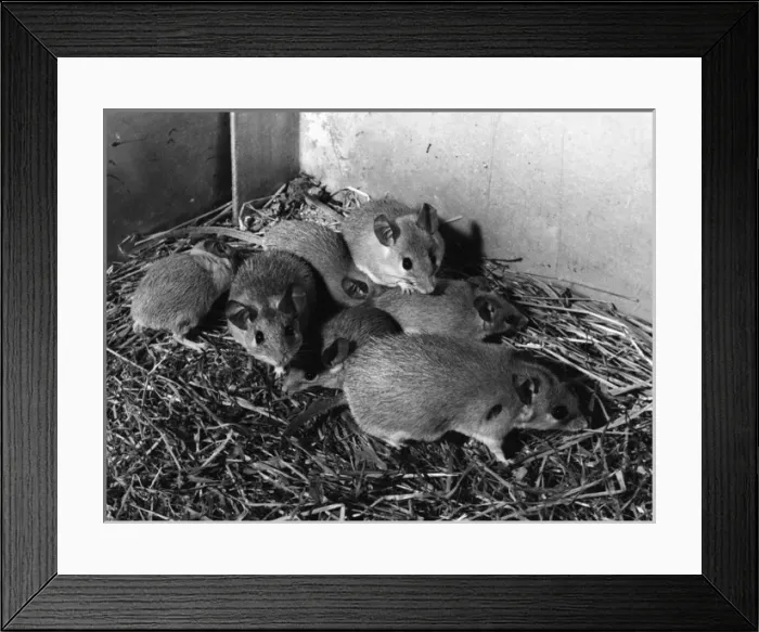 Framed Print : SPINY MICE Framed Print : SPINY MICE