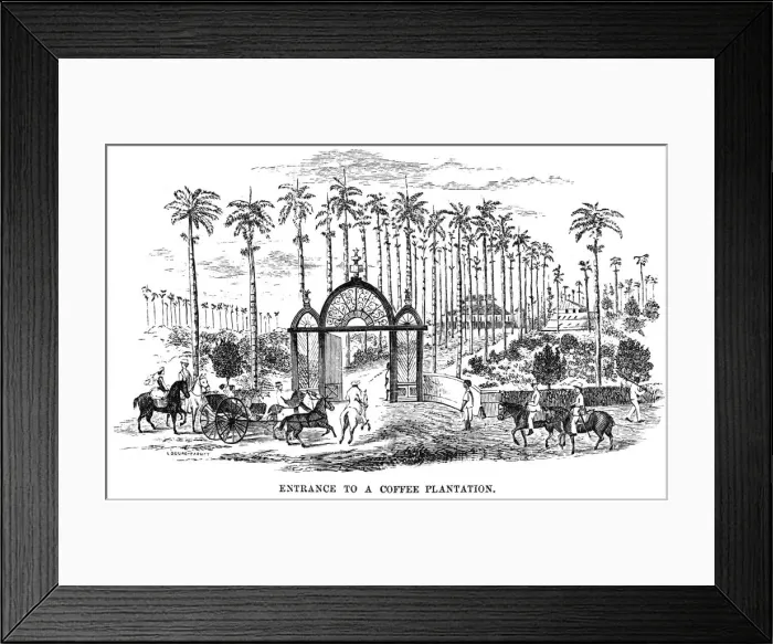 Framed Print : Coffee Plantation / Brazil Framed Print : Coffee Plantation / Brazil