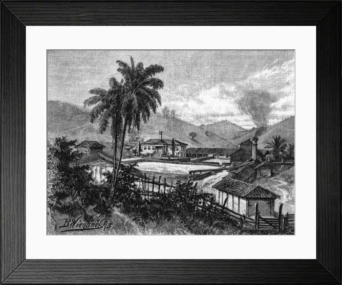 Framed Print : Coffee Plantation / Brazil Framed Print : Coffee Plantation / Brazil