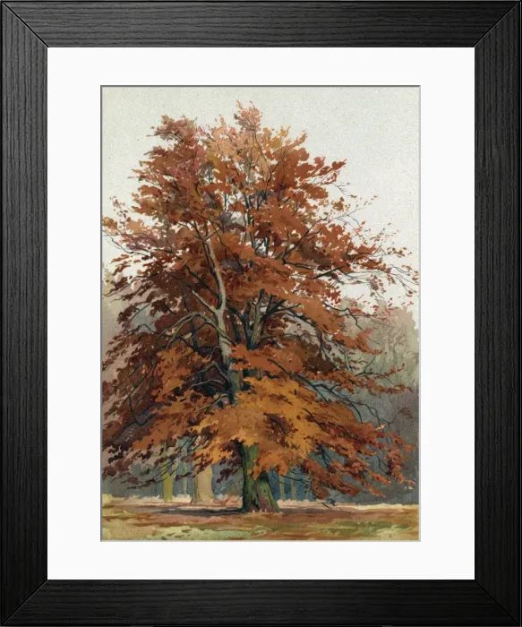 Framed Print : Trees / Beech C1890 Framed Print : Trees / Beech C1890