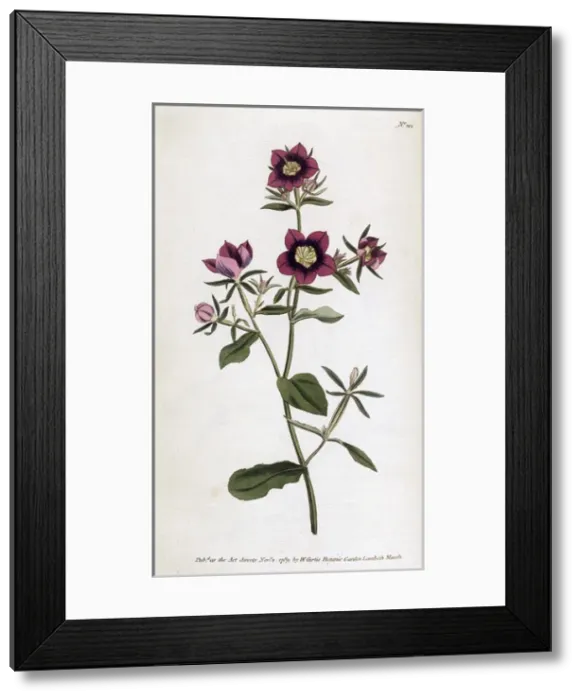 Framed Print : Plant / Campanula Speculum Framed Print : Plant / Campanula Speculum