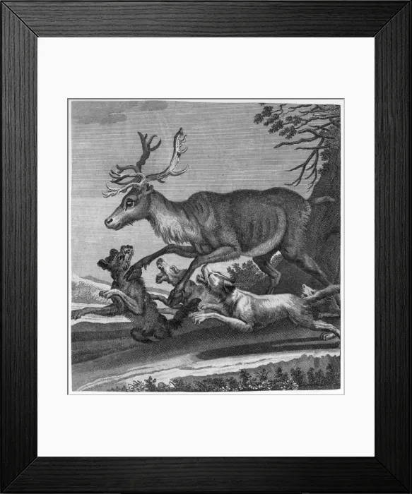 Framed Print : Stag and Hounds Framed Print : Stag and Hounds