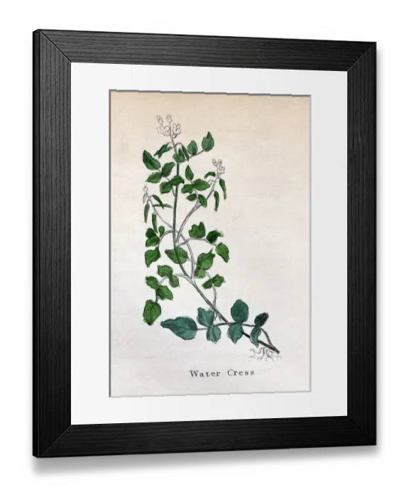 Framed Print : Nasturtium Officinale Framed Print : Nasturtium Officinale