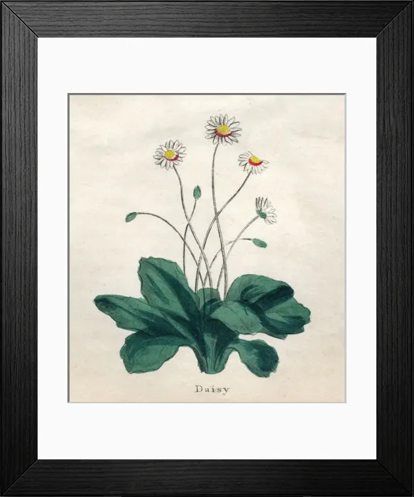 Framed Print : Plants / Bellis Perennis Framed Print : Plants / Bellis Perennis