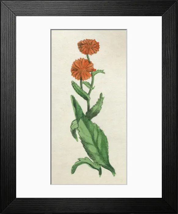 Framed Print : Calendula Officinalis Framed Print : Calendula Officinalis