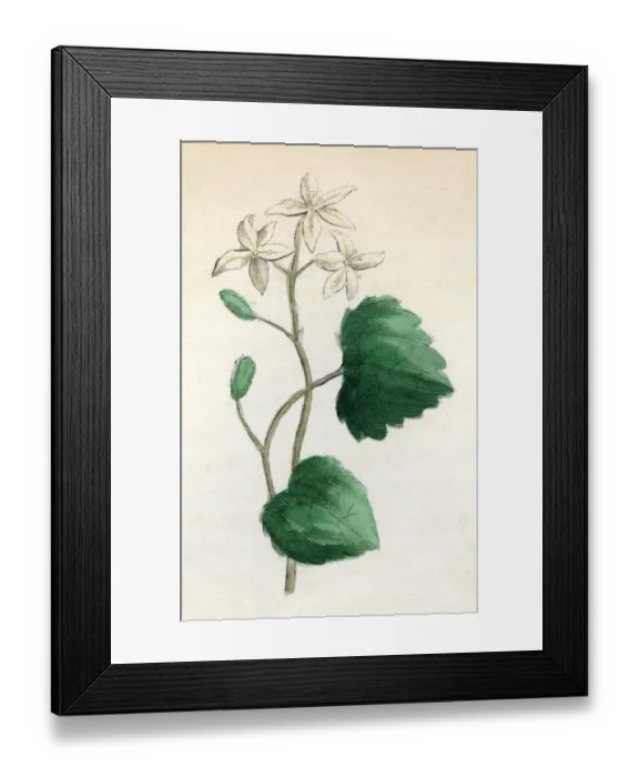 Framed Print : Plants / Sanicula Europaea Framed Print : Plants / Sanicula Europaea