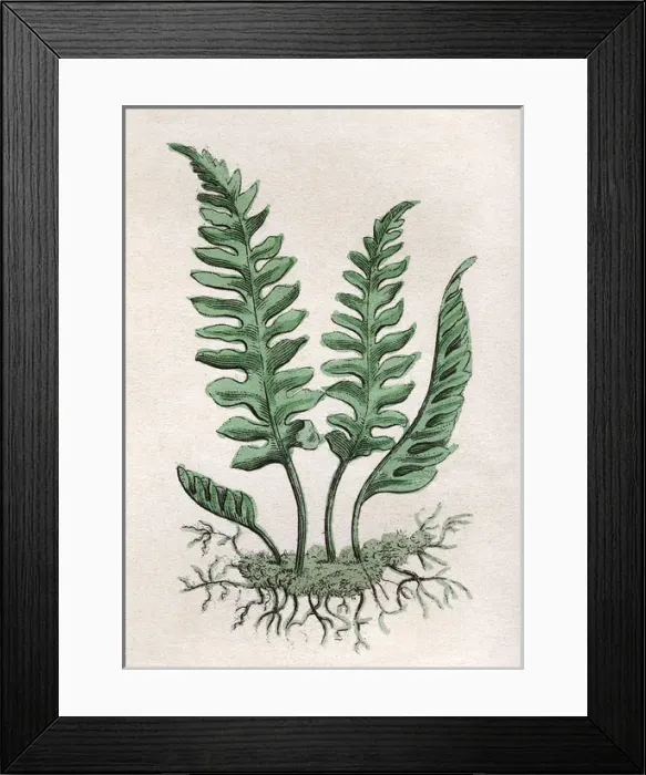 Framed Print : Polypodium Vulgare