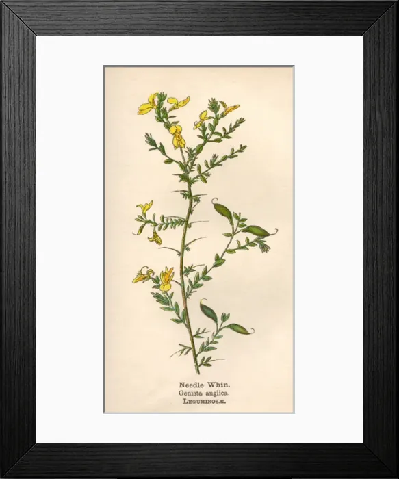 Framed Print : Plants / Genista Anglica Framed Print : Plants / Genista Anglica