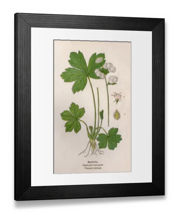 Framed Print : Plants / Sanicula Europaea Framed Print : Plants / Sanicula Europaea