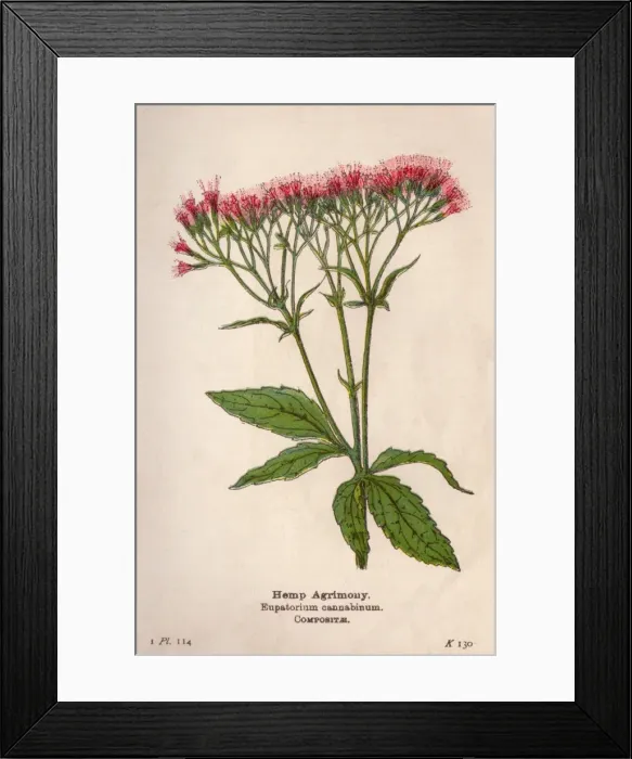 Framed Print : Eupatorium Cannabinum Framed Print : Eupatorium Cannabinum
