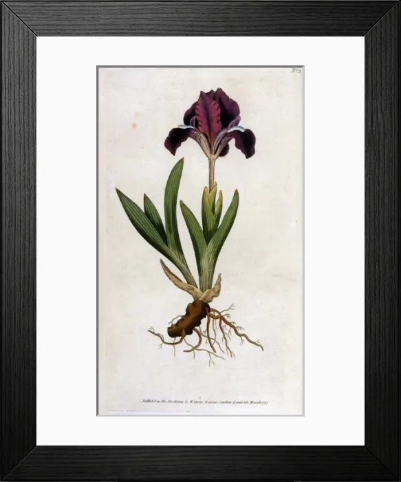 Framed Print : Plants / Iris Pumila Framed Print : Plants / Iris Pumila