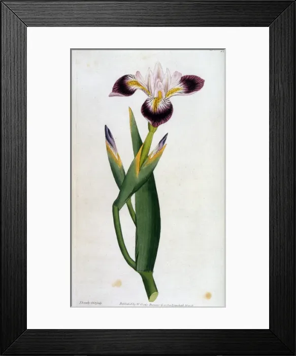 Framed Print : Plants / Iris Versicolor Framed Print : Plants / Iris Versicolor