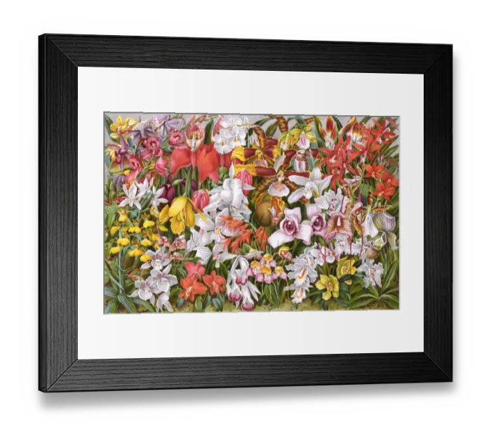 Framed Print : Plants / Orchids Framed Print : Plants / Orchids