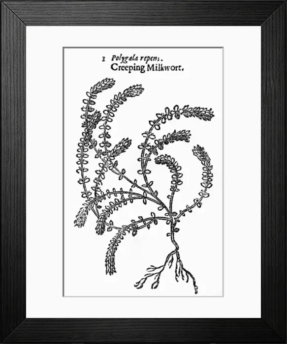 Framed Print : Plants / Polygala Sp Framed Print : Plants / Polygala Sp