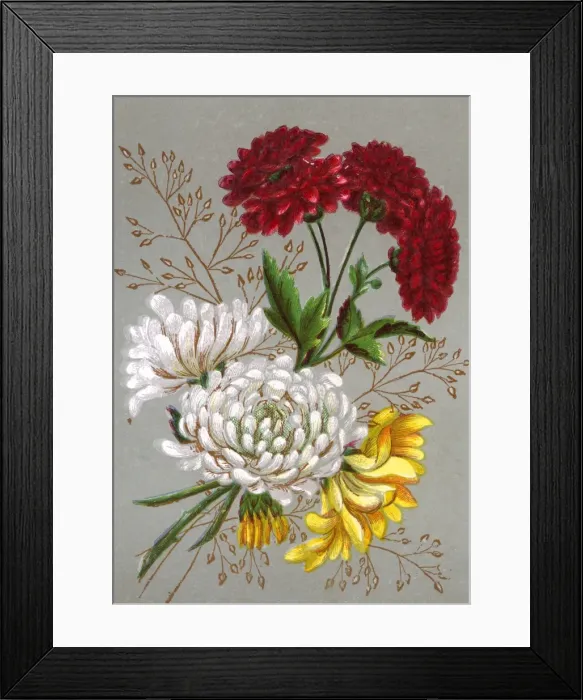 Framed Print : Plants / Chrysanthemum Framed Print : Plants / Chrysanthemum