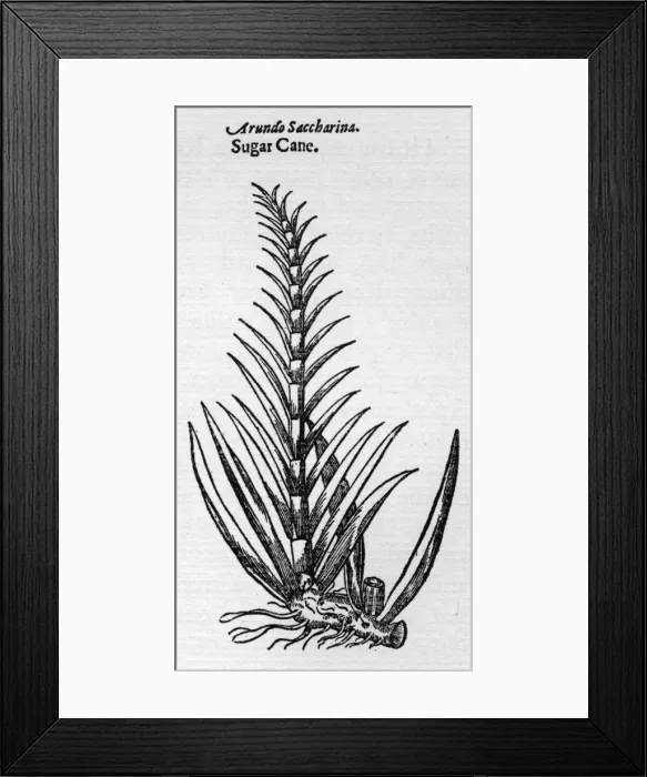 Framed Print : Saccharum Officinarum Framed Print : Saccharum Officinarum