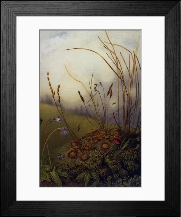 Framed Print : Field Scenery Framed Print : Field Scenery