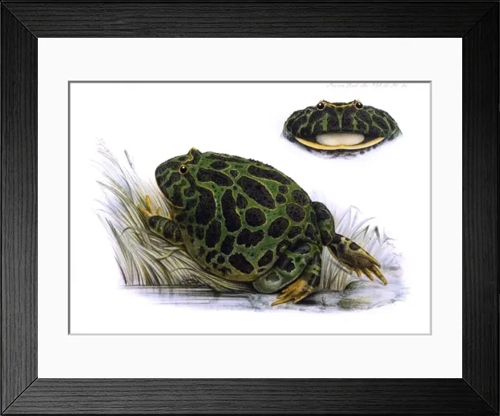Framed Print : Toad / Zoo. Soc / Vol XI Framed Print : Toad / Zoo. Soc / Vol XI
