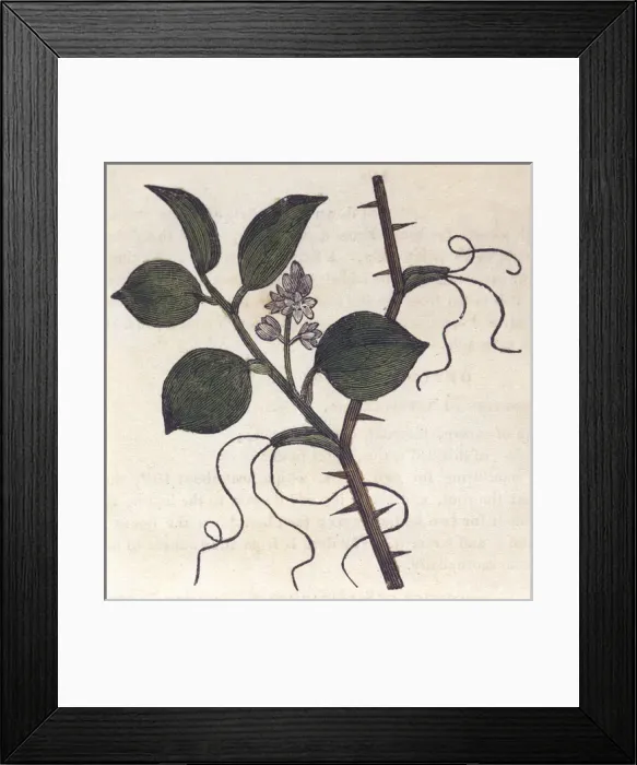 Framed Print : Plants / Smilax China Framed Print : Plants / Smilax China