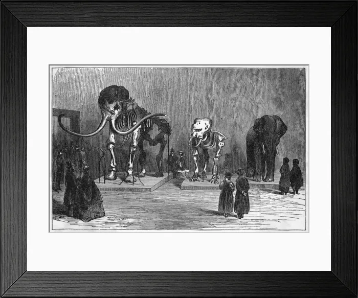 Framed Print : Mammoth Skeleton Framed Print : Mammoth Skeleton