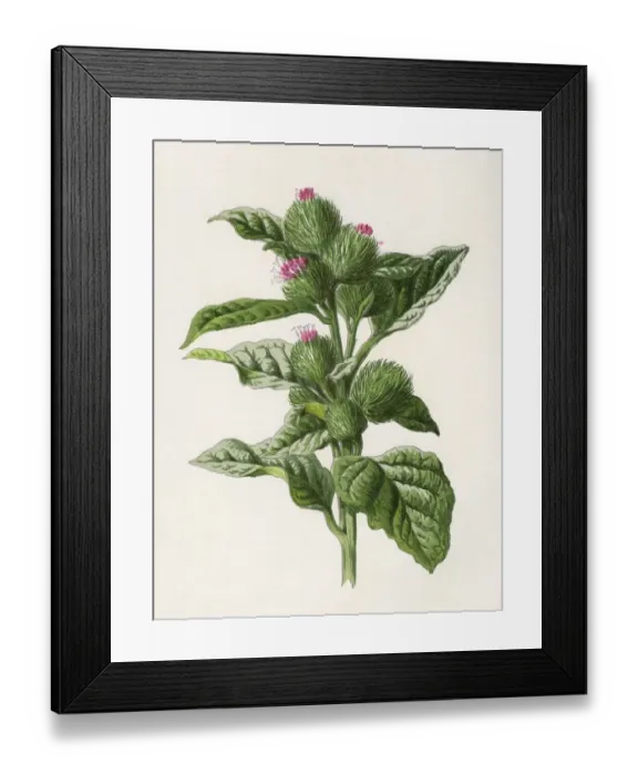 Framed Print : Plants / Arctium Lappa Framed Print : Plants / Arctium Lappa