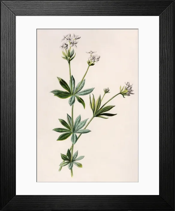 Framed Print : Plants / Asperula Odorata Framed Print : Plants / Asperula Odorata
