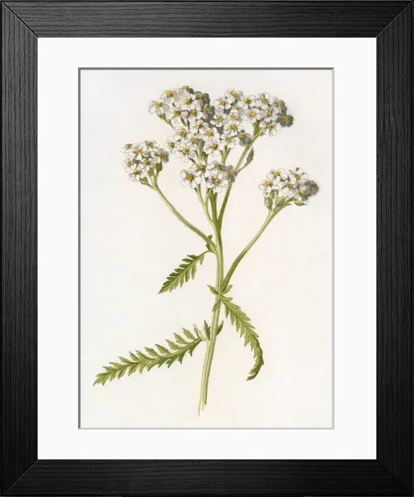 Framed Print : Achillea Millefolium Framed Print : Achillea Millefolium