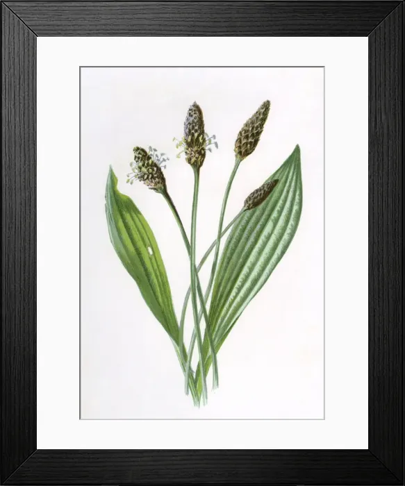 Framed Print : Plantago Lanceolata Framed Print : Plantago Lanceolata