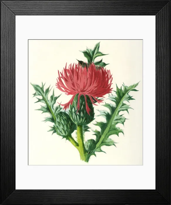 Framed Print : Plants / Cnicus Acaulis Framed Print : Plants / Cnicus Acaulis