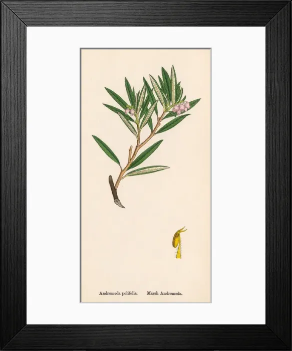 Framed Print : Andromeda Polifolia Framed Print : Andromeda Polifolia