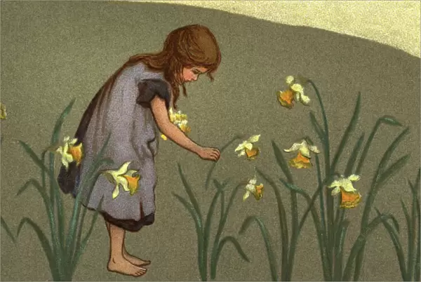 Gathering Daffodils