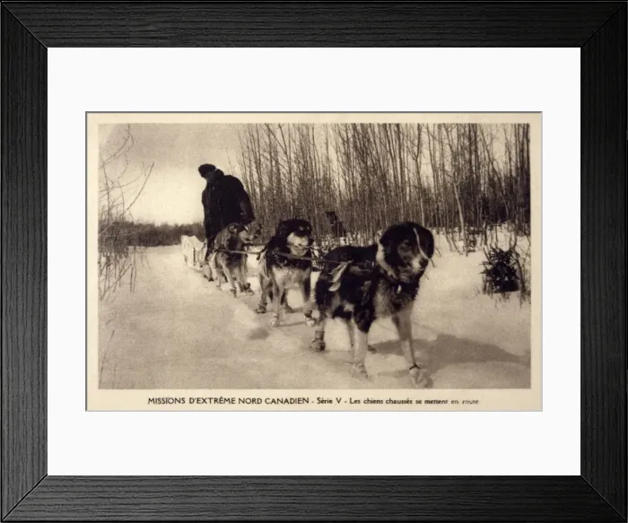 Framed Print : Canadian Dog Sleigh Framed Print : Canadian Dog Sleigh