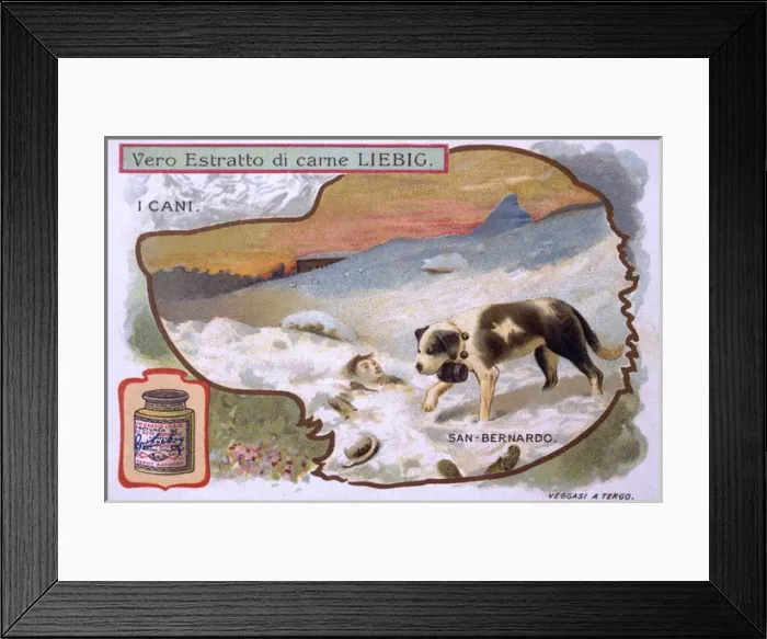 Framed Print : St Bernard Finds Victim Framed Print : St Bernard Finds Victim