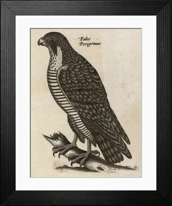 Framed Print : Peregrine Falcon Framed Print : Peregrine Falcon