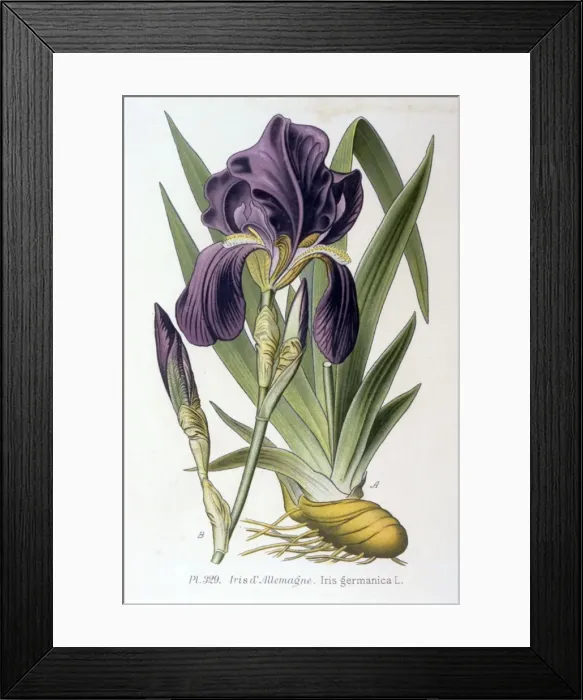 Framed Print : Plants / Iris Germanica Framed Print : Plants / Iris Germanica