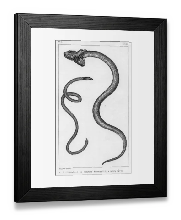 Framed Print : Snake with Two Heads Framed Print : Snake with Two Heads