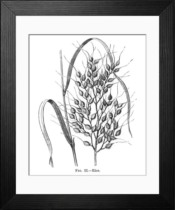 Framed Print : Rice on the Plant Framed Print : Rice on the Plant