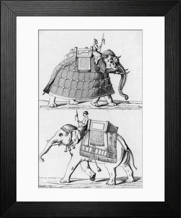 Framed Print : Elephant / Transport / India Framed Print : Elephant / Transport / India