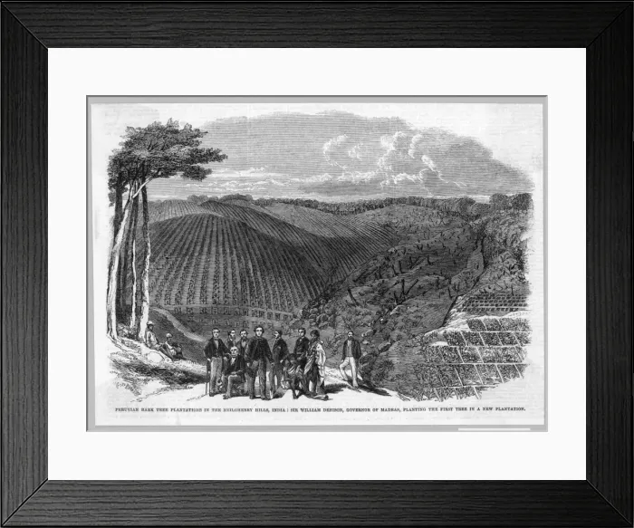 Framed Print : Cinchona / Quinine Framed Print : Cinchona / Quinine