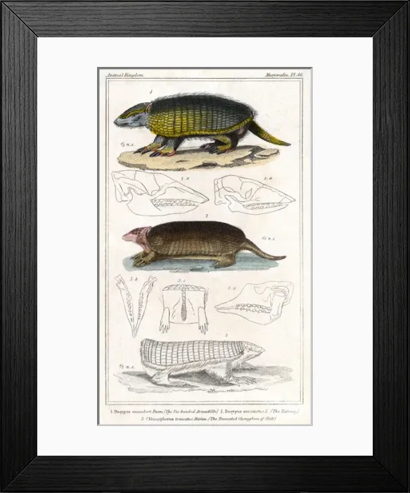 Framed Print : Armadillo / Animal Kingdom Framed Print : Armadillo / Animal Kingdom