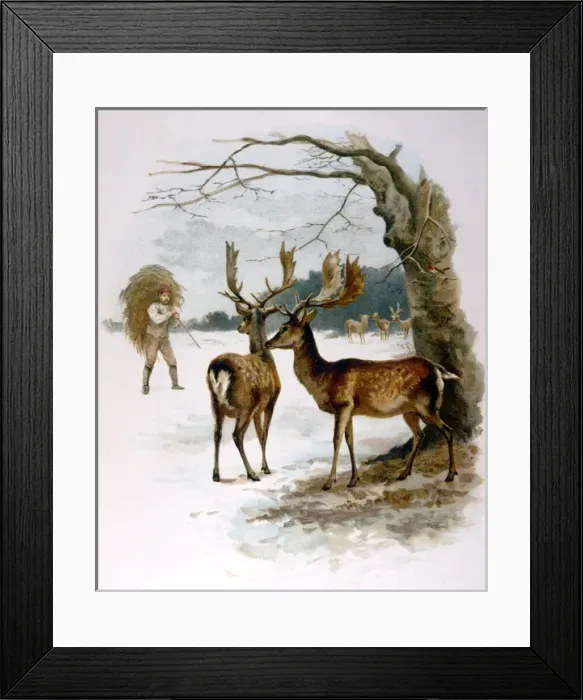 Framed Print : Fallow Deer Fed in Snow Framed Print : Fallow Deer Fed in Snow