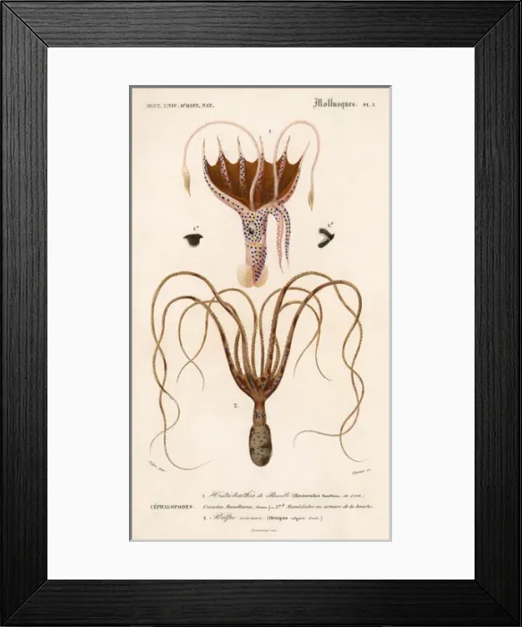 Framed Print : Two Types of Octopodes Framed Print : Two Types of Octopodes