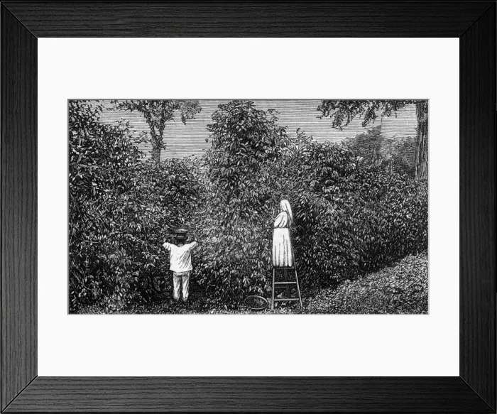 Framed Print : Coffee / Guatemala / 1877 Framed Print : Coffee / Guatemala / 1877