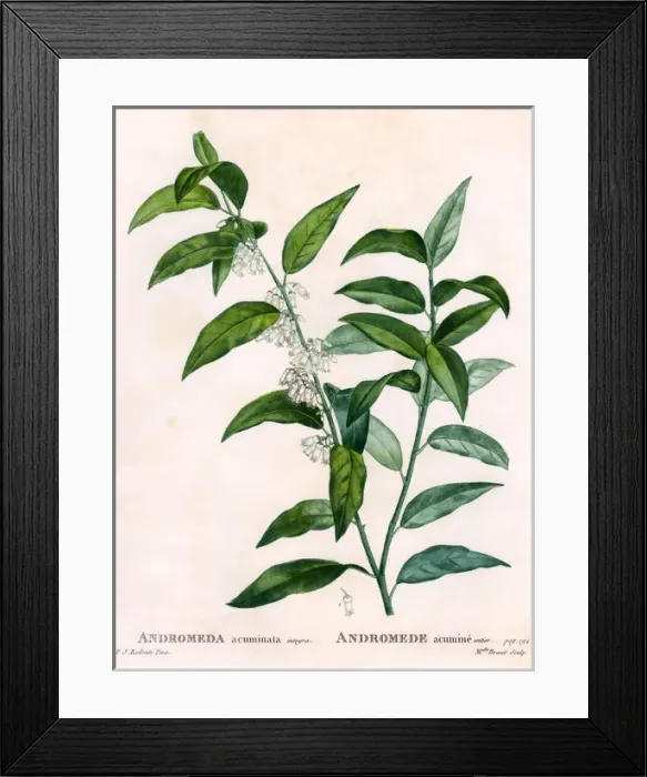 Framed Print : Andromeda Acuminata Framed Print : Andromeda Acuminata