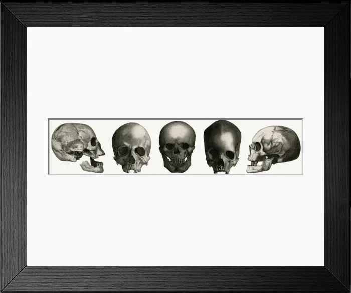 Framed Print : Selection of skulls Framed Print : Selection of skulls