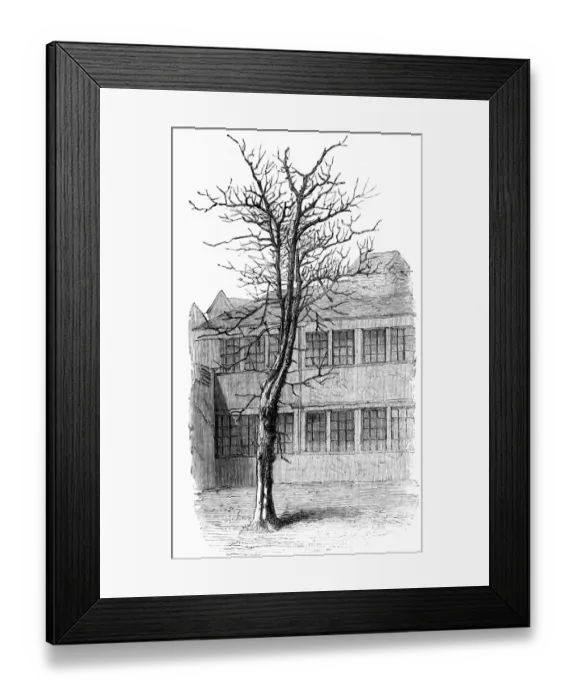 Framed Print : Samuel Johnson / Tree Framed Print : Samuel Johnson / Tree