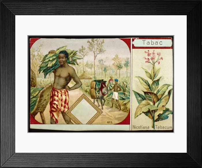 Framed Print : Harvesting Tobacco Framed Print : Harvesting Tobacco