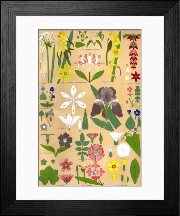 Framed Print : Owen Jones Flowers 98 Framed Print : Owen Jones Flowers 98